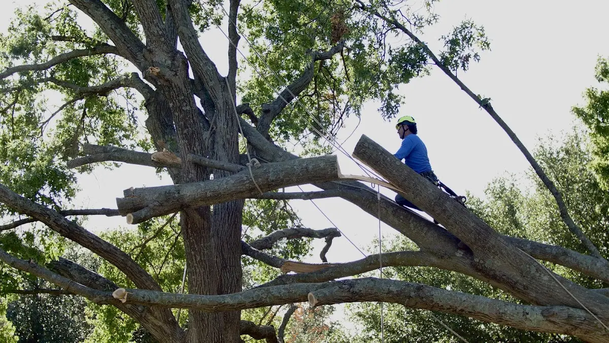 Professional Crown Thinning performed by certified arborists in Princeton