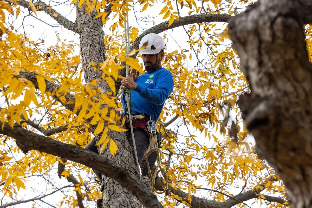 Skilled Emergency Tree Service crew working in Princeton
